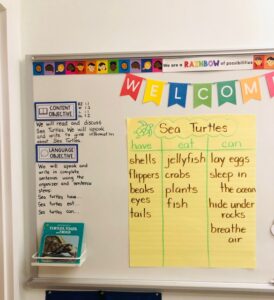 Anchor chart Sea Turtles can, have, are with vocbalary