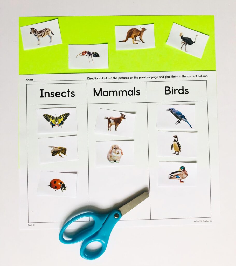 vocabulary activities for ESL example 3: sorting pictures by category: insects, mammals, or birds