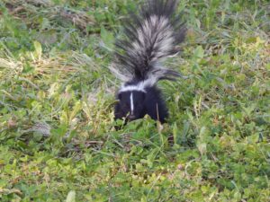 photo of a skunk in the grass