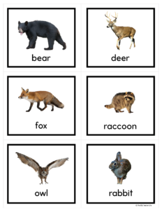 6 woodland animal photos for label and describe writing unit